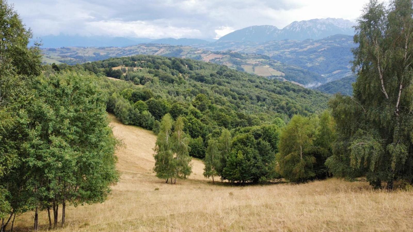 Paltinel Brasov