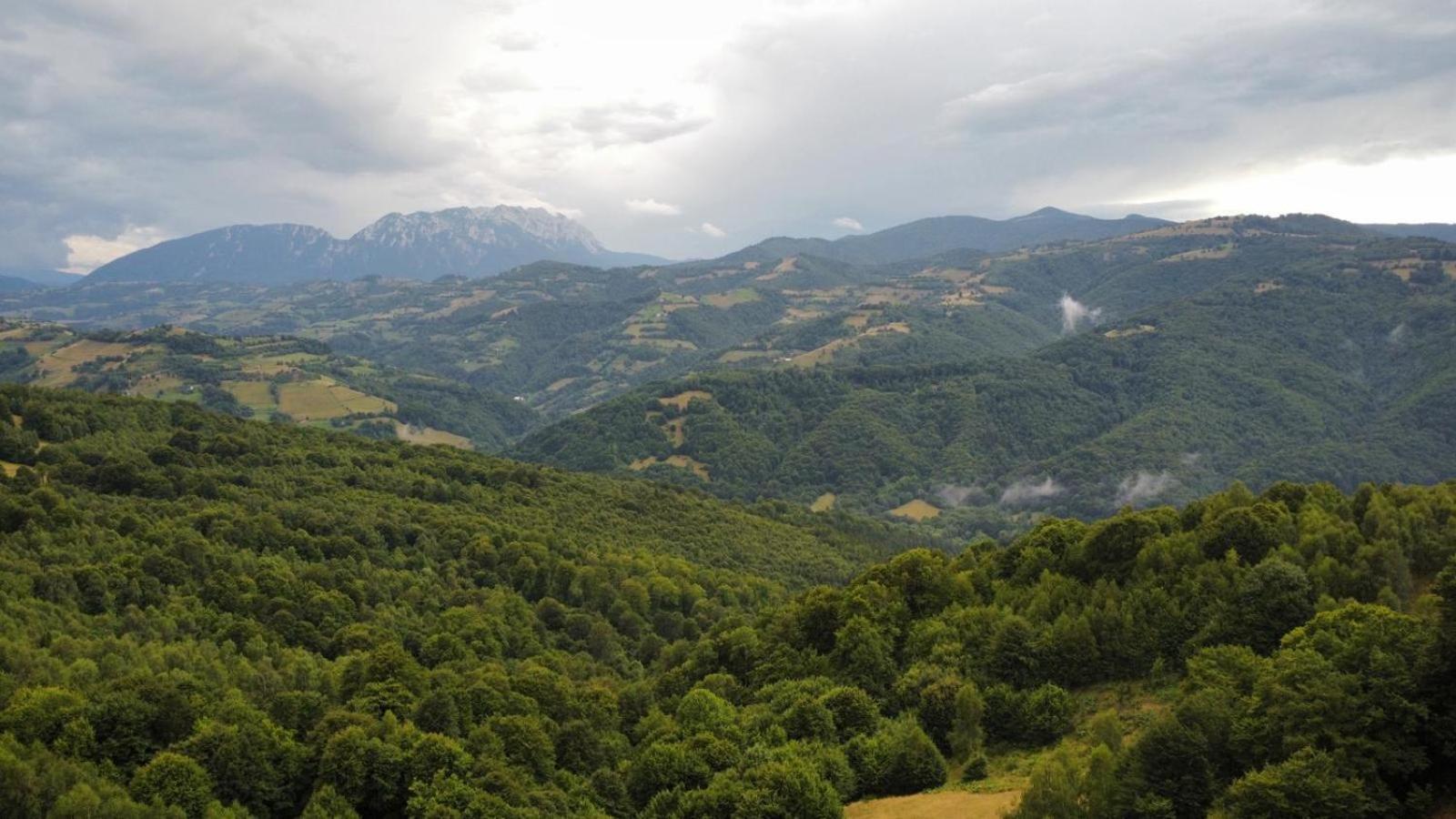 Paltinel Chalet